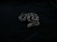 DSC01850.jpg