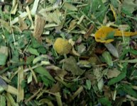 herbal_salad2.jpg