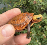 Screen Shot 2026-09-03 at 1.06.43 PM.png