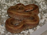 #7 T Positive IMG Fire Male (4).JPG