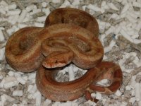 #7 T Positive IMG Fire Male (3).JPG
