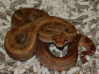 #7 T Positive IMG Fire Male (2).JPG