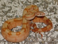 #6 T Positive Fire Hypo Male (1).JPG