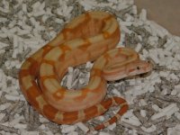 #6 T Positive Fire Hypo Male (2).JPG