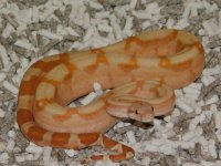 #6 T Positive Fire Hypo Male (3).JPG