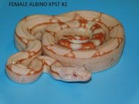 Female Albino KPST #2 (1).JPG