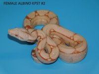 Female Albino KPST #2 (3).JPG