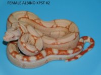 Female Albino KPST #2 (4).JPG