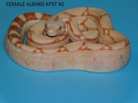 Female Albino KPST #2 (5).JPG