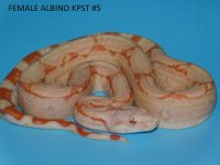 Female Albino KPST #5 (1).JPG