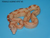 Female Albino KPST #5 (2).JPG