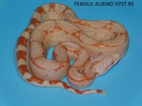 Female Albino KPST #5 (3).JPG