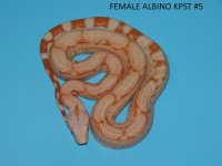 Female Albino KPST #5 (4).JPG
