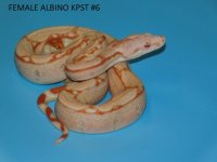 Female Albino KPST #6 (1).JPG