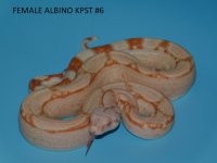 Female Albino KPST #6 (2).JPG
