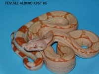 Female Albino KPST #6 (3).JPG