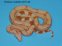 Female Albino KPST #6 (4).JPG