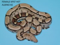 Female KPST het Albino #2 (1).JPG