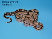 Female KPST het Albino #2 (2).JPG
