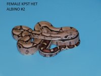 Female KPST het Albino #2 (4).JPG