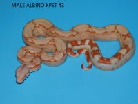 Male Albino KPST #3 (1).JPG