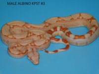 Male Albino KPST #3 (2).JPG