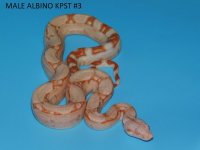 Male Albino KPST #3 (3).JPG