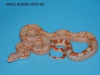 Male Albino KPST #3 (4).JPG