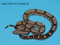 Male KPST het Albino #1 (1).JPG