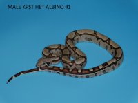 Male KPST het Albino #1 (3).JPG