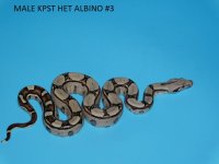 Male KPST het Albino #3 (1).JPG
