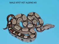 Male KPST het Albino #3 (3).JPG