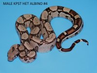 Male KPST het Albino #4 (3).JPG