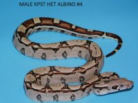 Male KPST het Albino #4 (2).JPG