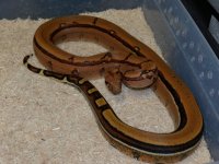 D 2021 Holdback female KPST (14).JPG