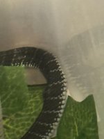 kingcobra1.jpg