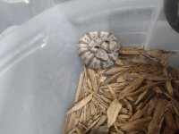 rockrattler.jpg