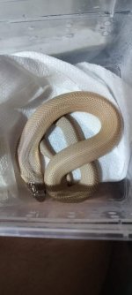 snake_upload_ready.jpg