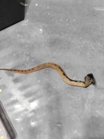 snake_photo_upload_2.jpg