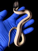 snake_black_background_upload.jpg