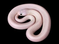 snake_website_small.jpg