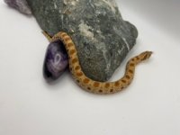 IMG_6276 Small.jpeg