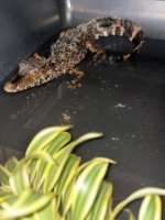 IMG_1046.jpeg