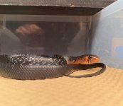 IMG_3114.jpeg
