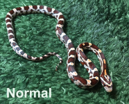 Normal.png