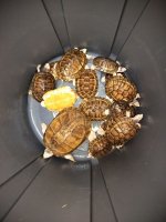 FaunaClassifieds_turtle_1.jpg