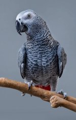 african grey parrot african grey parrot.jpeg