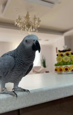 price for african grey parrot.jpeg