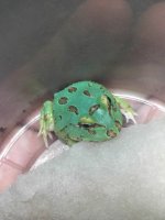 faunaclassifieds_frog.jpg