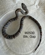 IMG_0955.jpeg